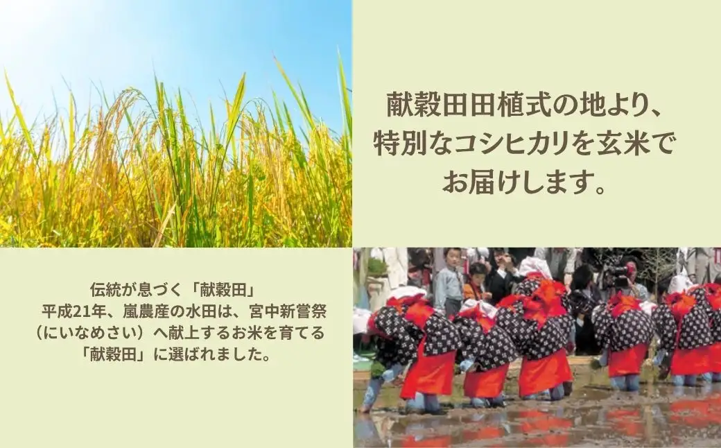 【先行予約】 令和8年産 コシヒカリ 玄米 30kg げんまい 石川県 小松市