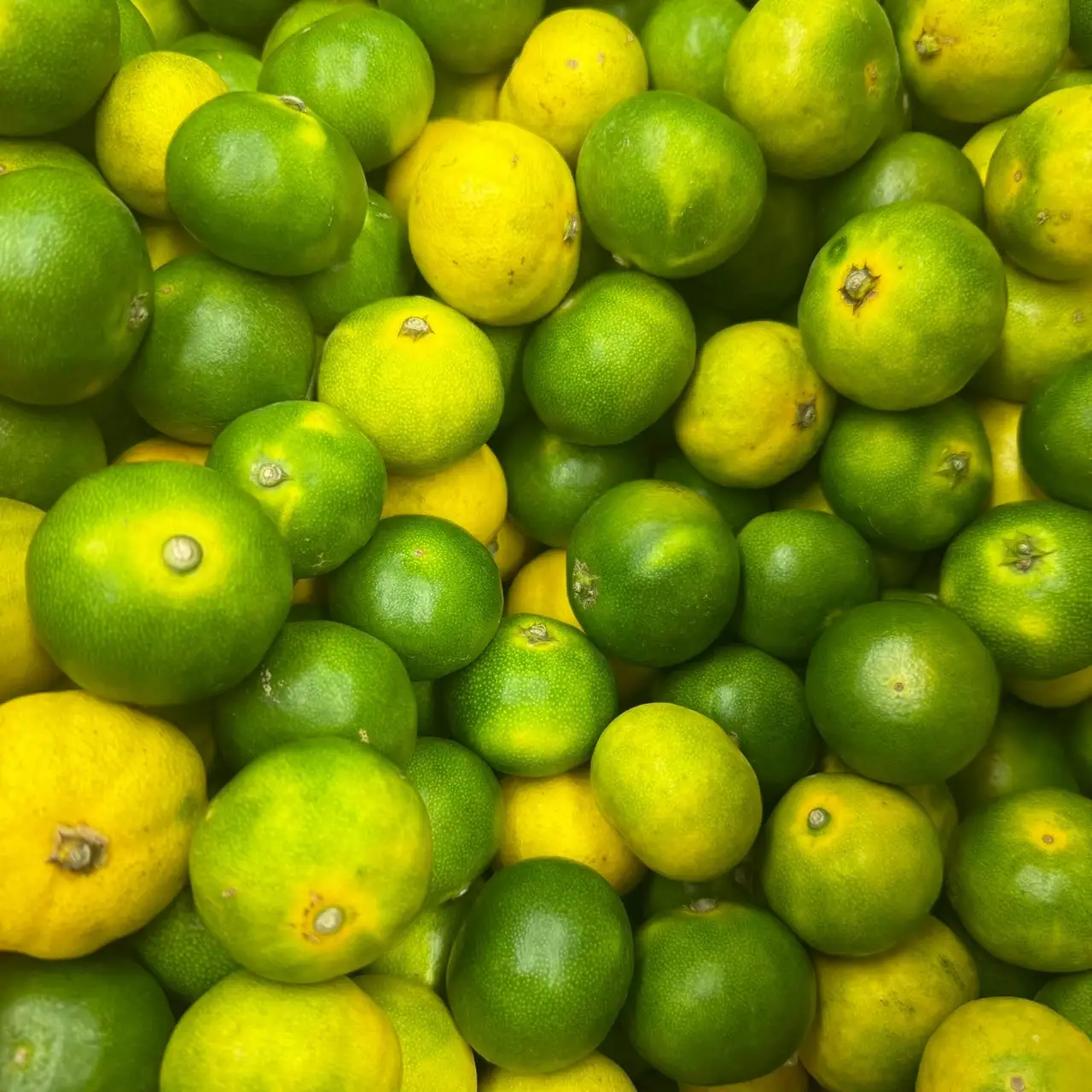 家庭用 和歌山県産 極早生みかん 5kg