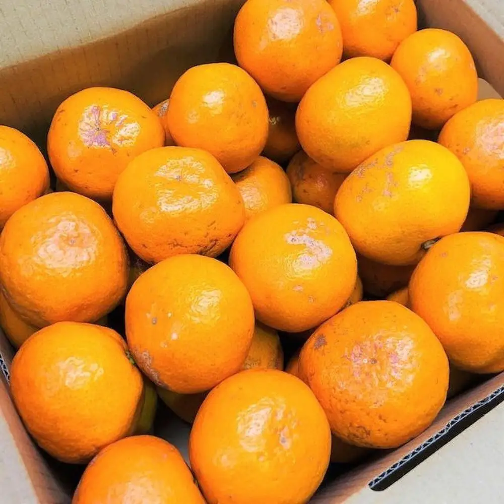 家庭用 有田みかん 2kg (約18個～20個)