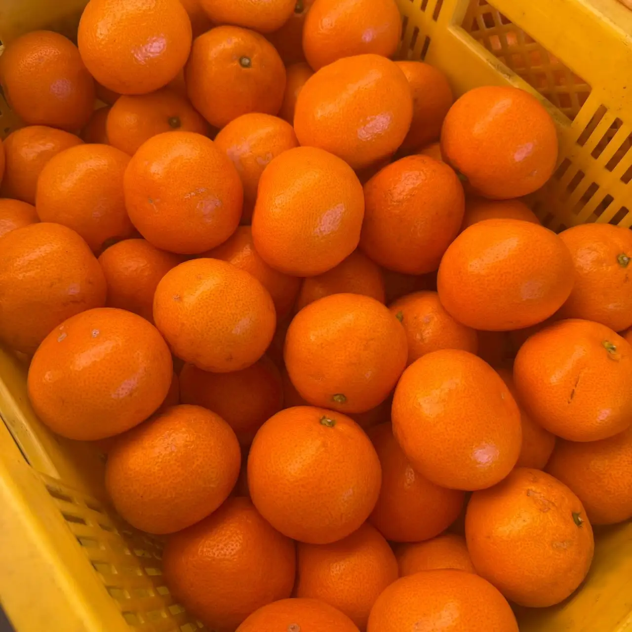 大粒有田みかん 1kg (約7個～8個)