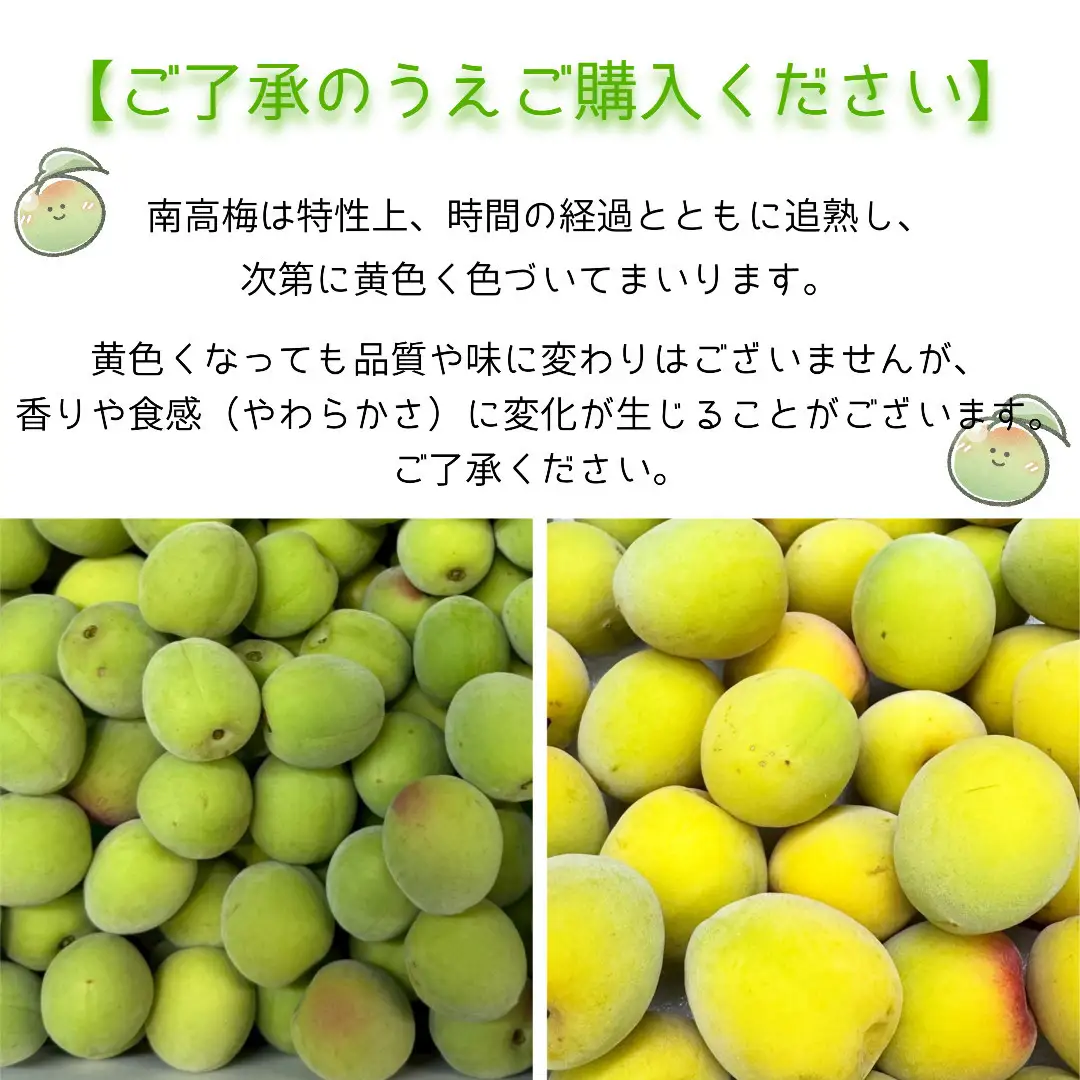 青梅 南高梅 3kg