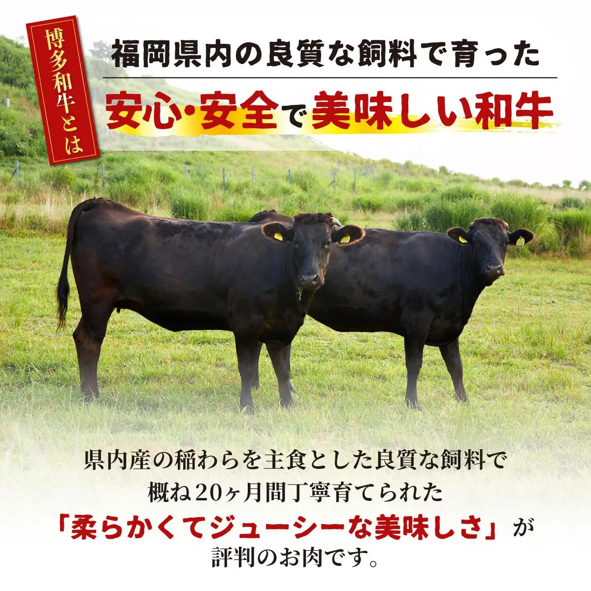 博多和牛のサイコロステーキ(肉専用にんにく塩付)