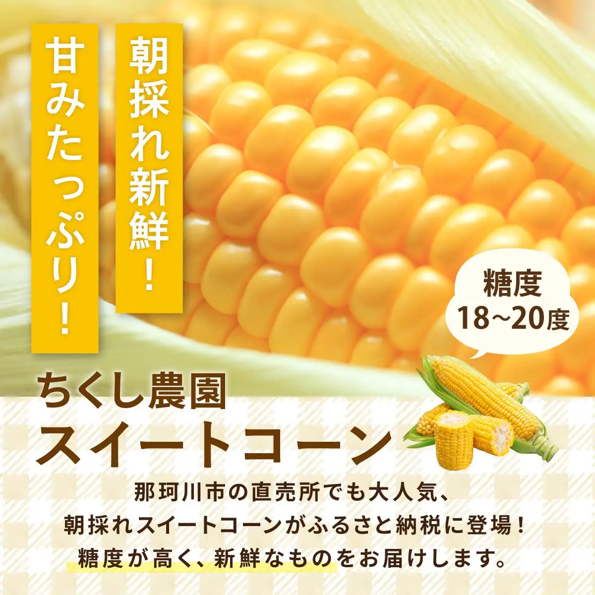 【先行予約】朝採れ スイートコーン 約2.5kg（5～6本入り）2026年5月末より発送