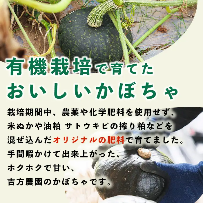 北海道士別産 かぼちゃ ほろほろ (8kg)【10月中旬以降準備ができ次第発送】 北海道産 国産 カボチャ 南瓜 野菜 煮物 サラダ 天ぷら 甘い 味覚の秋 【吉方農園】【B7151】