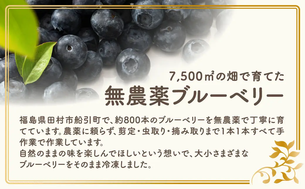 訳あり 冷凍ブルーベリー 500g 福島県 田村市 いずみの森ブルーベリー園