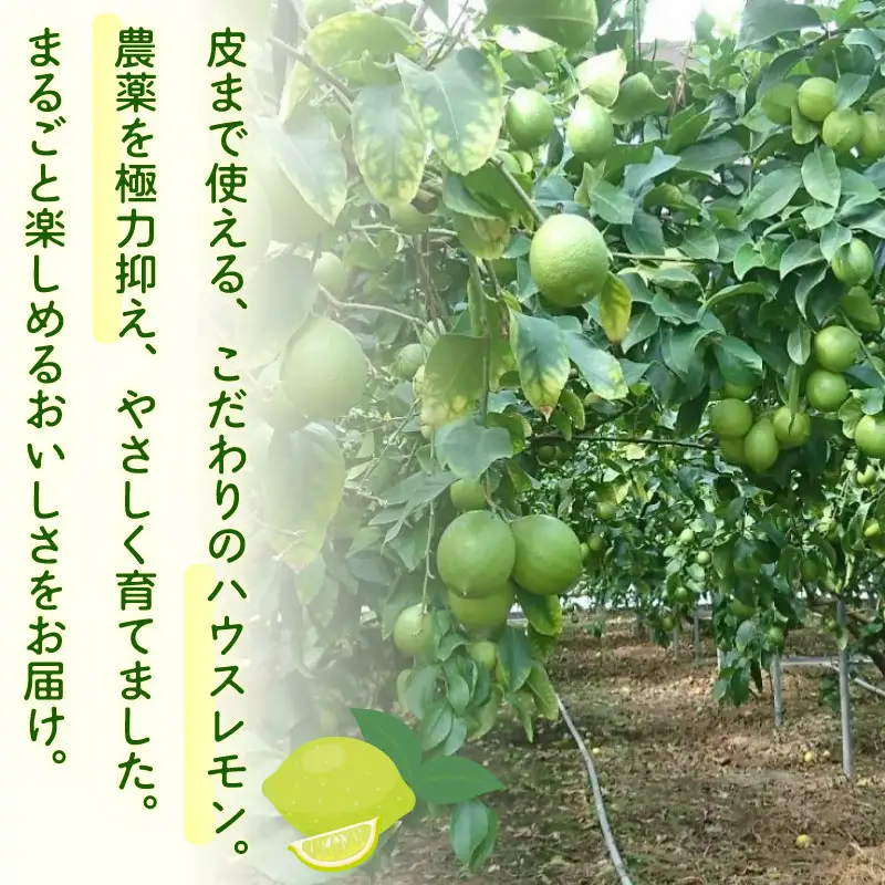 【農林水産大臣賞  先行予約 国産 レモン】 グリーンレモン 1kg 大関農園  静岡県 牧之原市