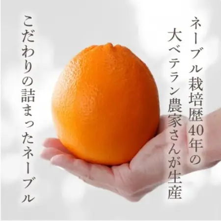 先行予約! 和歌山県産ネーブル 約4kg　大玉!(8個～9個)秀品 こだわり農家厳選!【1720259】