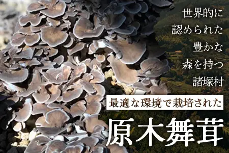 【先行予約】宮崎県諸塚村産 原木舞茸 1kg 数量限定［2026年10月下旬～11月中旬ごろにお届け］冷蔵｜マイタケ きのこ キノコ 原木まいたけ 産地直送 秋の味覚 もろっこはうす 宮崎県 諸塚村 MO-29