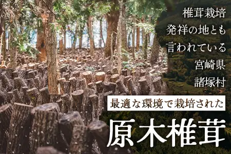 【先行予約】宮崎県諸塚村産 原木生椎茸 約650g［2026年9月～11月ごろにお届け］冷蔵｜しいたけ 生シイタケ きのこ キノコ 原木しいたけ 産地直送 秋の味覚 もろっこはうす MO-30