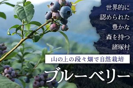 【数量限定】諸塚村産 冷凍ブルーベリー 約1kg｜ブルーベリー 果物 フルーツ 産地直送 スムージー ヨーグルト もろっこはうす 宮崎県 諸塚村 MO-34