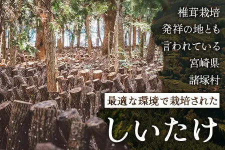 【世界初CoC認証取得！】宮崎県諸塚村産 乾しいたけ どんこ 90g 化粧箱入 常温｜干ししいたけ 椎茸 冬菇 肉厚 お煮しめ お鍋 網焼き 原木栽培 CoC認証 高級 もろっこはうすMO-14
