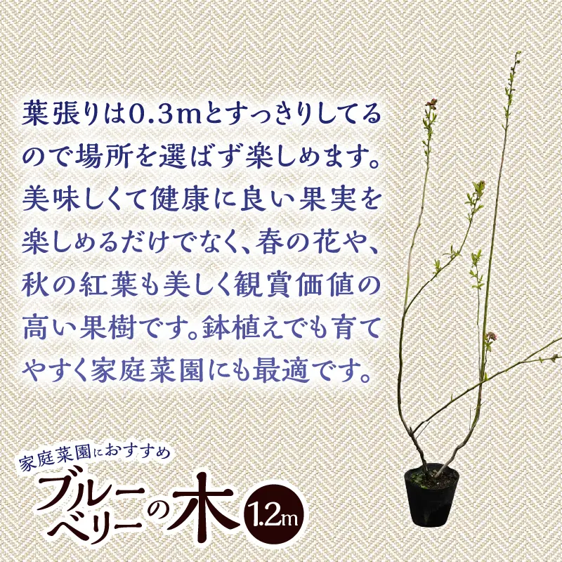 植木　ブルーベリーの木　株立ち　1.2ｍ