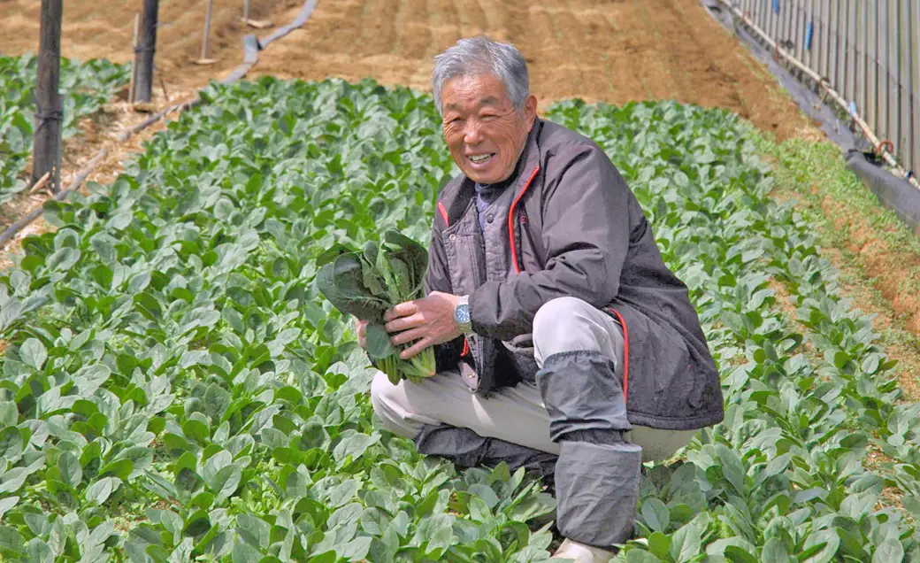 DE-4.【大和高原地域で栽培】桜井産季節のごちそう野菜便（春・夏・秋・冬の年4回発送）生産者カード付き