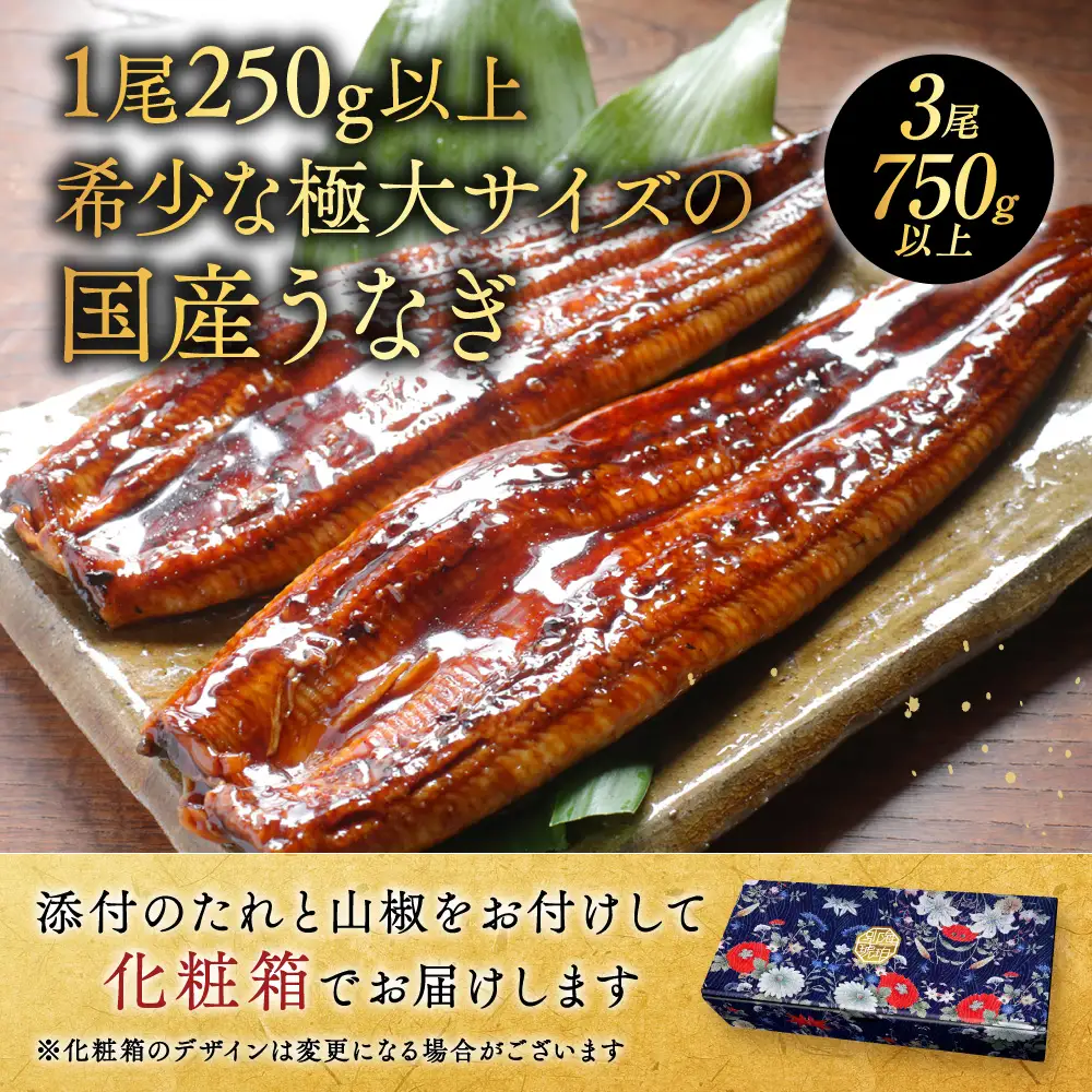 国産 希少 極大 特上うなぎ(250g×3尾) 