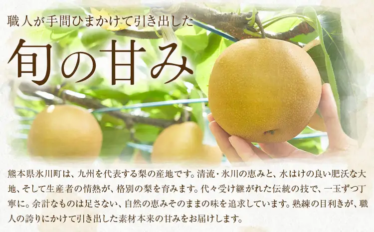 先行予約 旬の梨 約4kg 梨