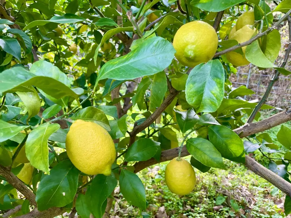 自然農レモン 2kg