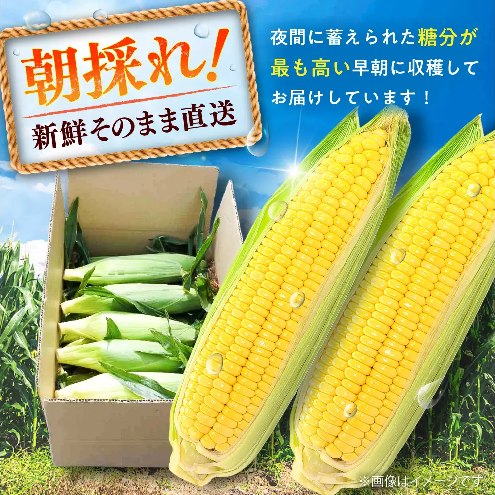 スイートコーン(プレミアム味来) 約4kg スイートコーン[BHCJ004]