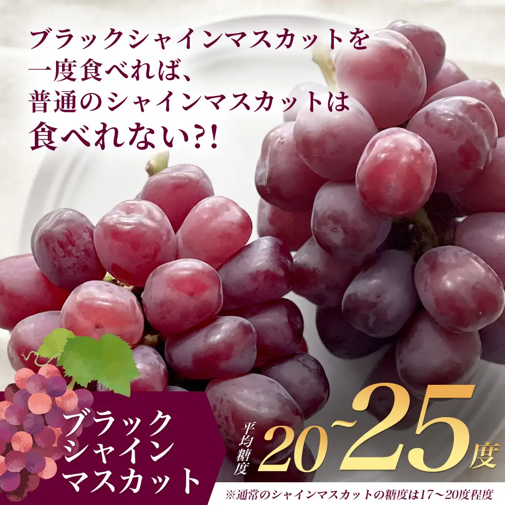 ブラックシャインマスカット 富士の輝き 2房 1400g以上 【先行予約】【2026年8月下旬〜9月下旬発送予定】希少 高糖度 ブラック シャインマスカット マスカット フルーツ 果物 ぶどう 新鮮 生産者直送 葡萄 佐賀県 鹿島市 送料無料 D-300