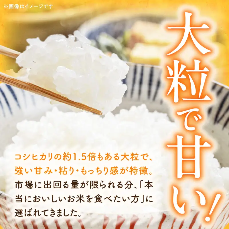 R7年産　「いのちの壱」（10kg）＜農家直送＞ ［208K10］ 希少米 10kg 米 精米 白米 ご飯 国産 産地直送 甘い 粘り強い もちもち お取り寄せ こだわり米 愛知県 小牧市 送料無料