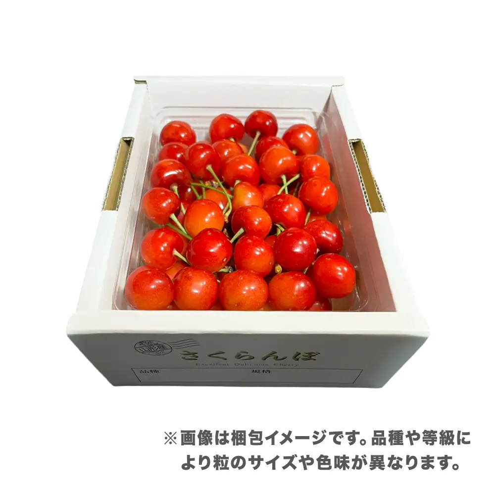 先行予約 さくらんぼ やまがた紅王 500g Lサイズ 秀品 山形県産 令和8年産 2026年産 sb-ybslx500