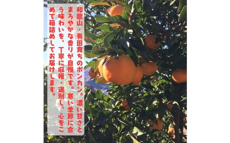 【先行予約】極甘 柑橘 特撰 濃厚 ポンカン 約5kg+200g(傷み補償分)※2027年1月上旬～3月上旬に順次発送 ※北海道・沖縄・その他離島地域は発送不可【ard244A】