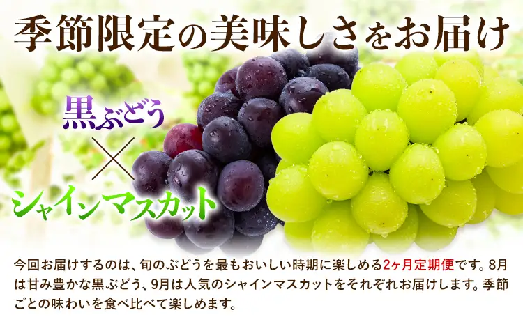 【先行予約】【2ヶ月定期便】黒ぶどう シャインマスカット 1kg マスカット フルーツ 果物 新鮮 《8月上旬-9月下旬頃出荷》熊本県 荒尾市産 目野果実直売所 巨峰 藤稔 ブラックビート ピオーネ　宝石　人気　おすすめ　葡萄