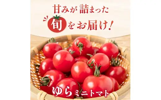 【先行予約】 和歌山県由良町産 ゆらミニトマト 1.5kg×1箱※2025年10月中旬頃から順次発送予定(お届け日指定不可) / トマト ハウス栽培 とまと 野菜 産地直送 新鮮 由良町 和歌山【ktym010】