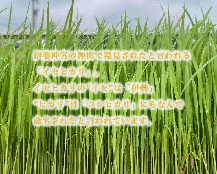 【射水の美味しいお米】【自然栽培農法】自然栽培農家 marufarm 自然栽培米「イセヒカリ」2kg ※2026年10月～発送
