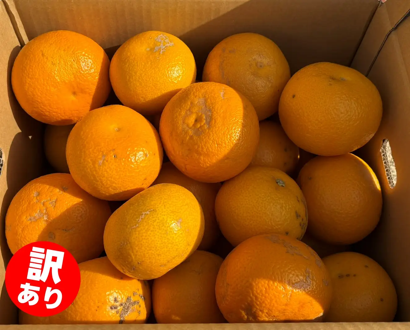 和歌山県産 はっさく 訳あり 5kg  サイズおまかせ / 八朔 ハッサク 柑橘 果物 和歌山 ※2027年2月中旬～3月中旬に順次発送予定 ※北海道・沖縄・離島配送不可 【eiw021-c-5】