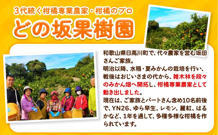 みかん 訳あり 麗紅 5kg 麗紅
