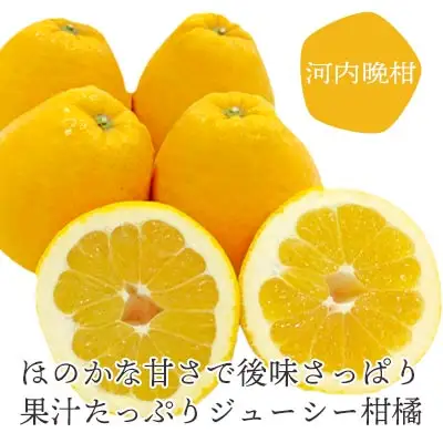 苦味の少ない和製グレープフルーツ 河内晩柑6kg(訳あり)【D25-136】【配送不可地域：離島】【1151745】 YWTAP079