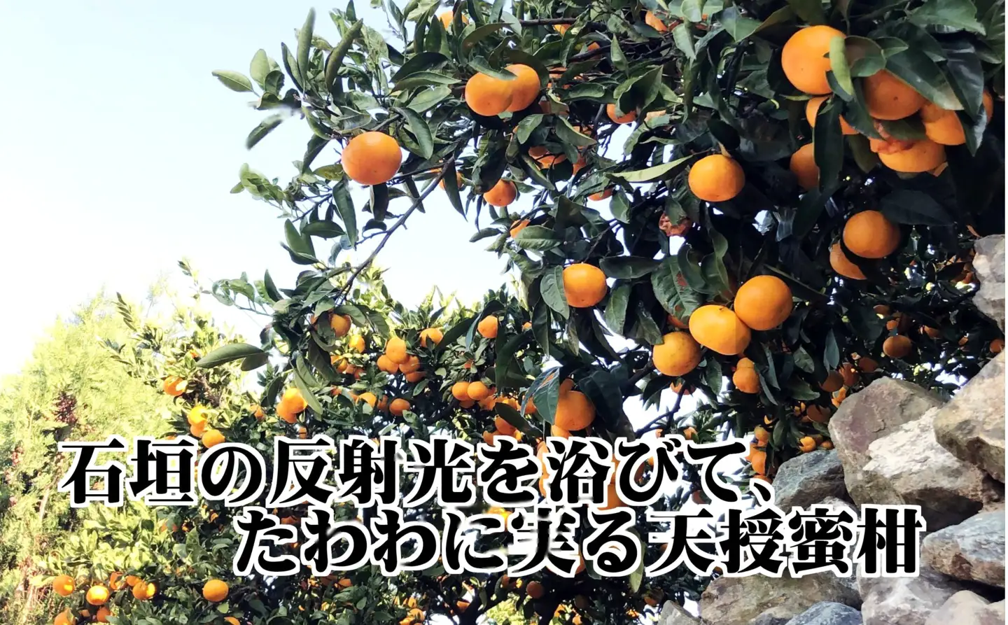 適度な潮風をうけ、太陽光、石垣、海の反射光を浴びて育った「天授蜜柑」約5kg【C39-45】【1243340】 YWTF023