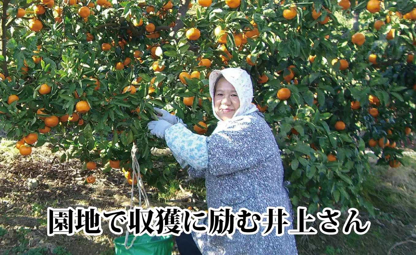 M、Sサイズでお届け・濃厚な味わい! 井上農園「南柑20号」約5kg 【C39-12】【1245424】 YWTF005