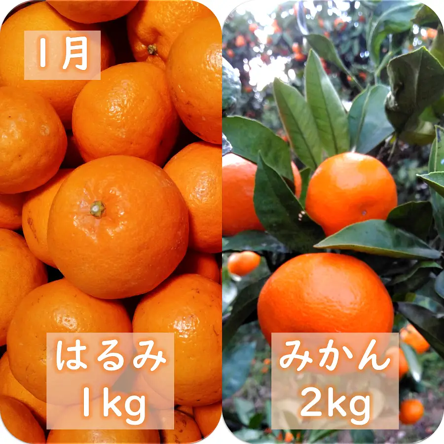 【発送月固定定期便】愛咲果樹園「冬の柑橘定期便」(1月～3月)全3回【F71-20】【4013391】 YWTS016