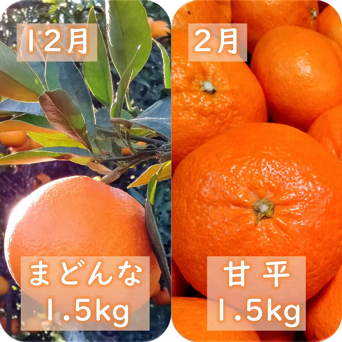 【発送月固定定期便】愛咲果樹園「愛媛の柑橘定期便」(12月と2月)全2回【D71-17】【4002837】 YWTS014