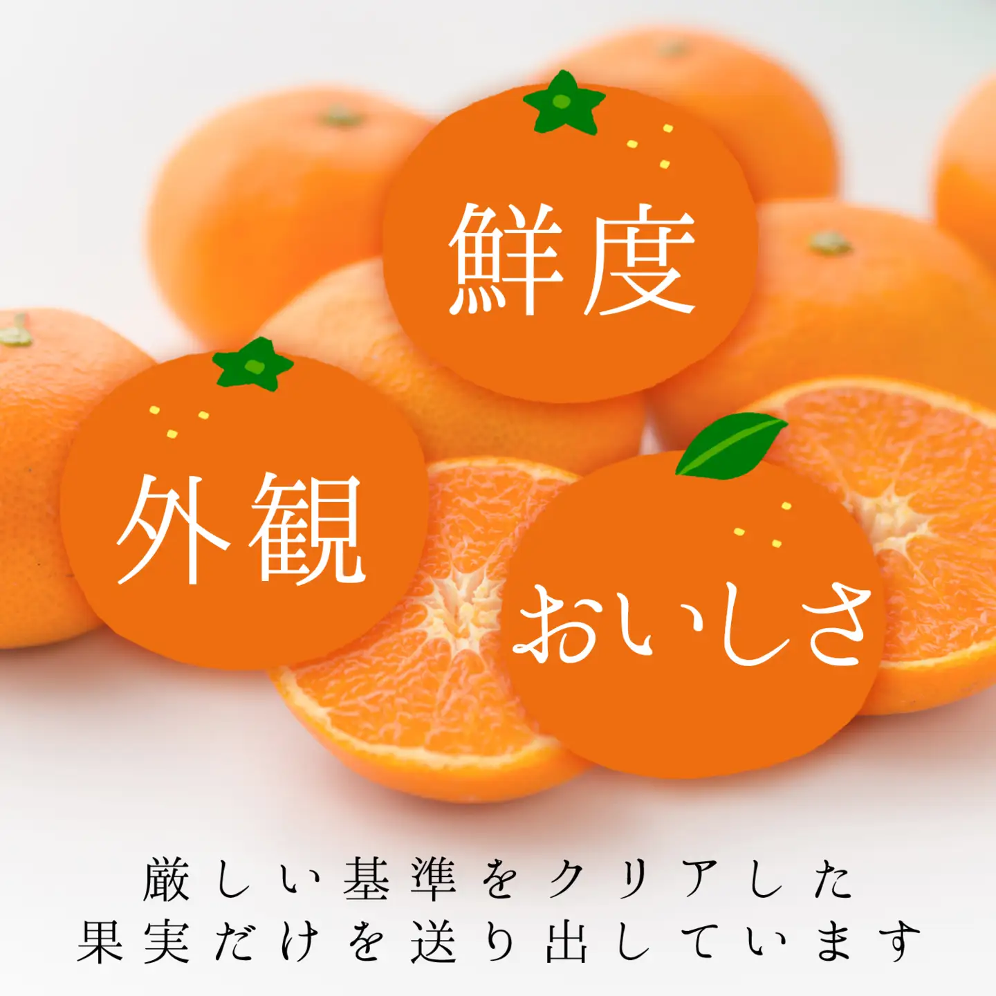 【先行受付】コウ果樹園の「きよみ」大ボリューム7kg【C33-19】【1064379】 YWTG007