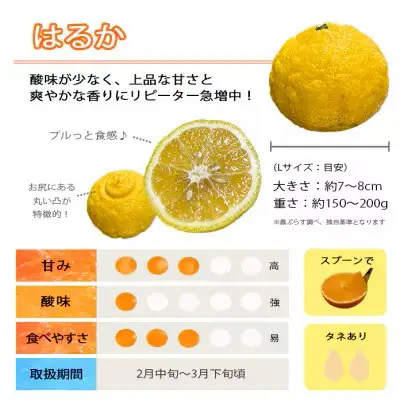 【先行受付】口いっぱいに広がる爽やかな甘み!「はるか」約5kg入【C28-20】【配送不可地域：離島】【1046133】 YWTN013