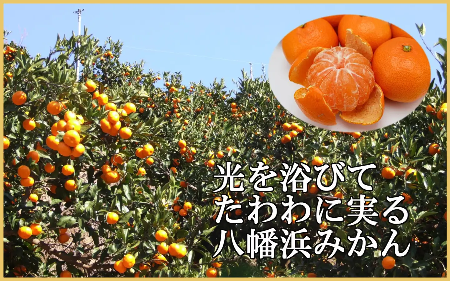 極撰柑橘【雅】光センサー合格品　甘さ際立つ「小玉温州みかん」約4.5キロ【C39-64】【配送不可地域：離島】【1616826】 YWTF039
