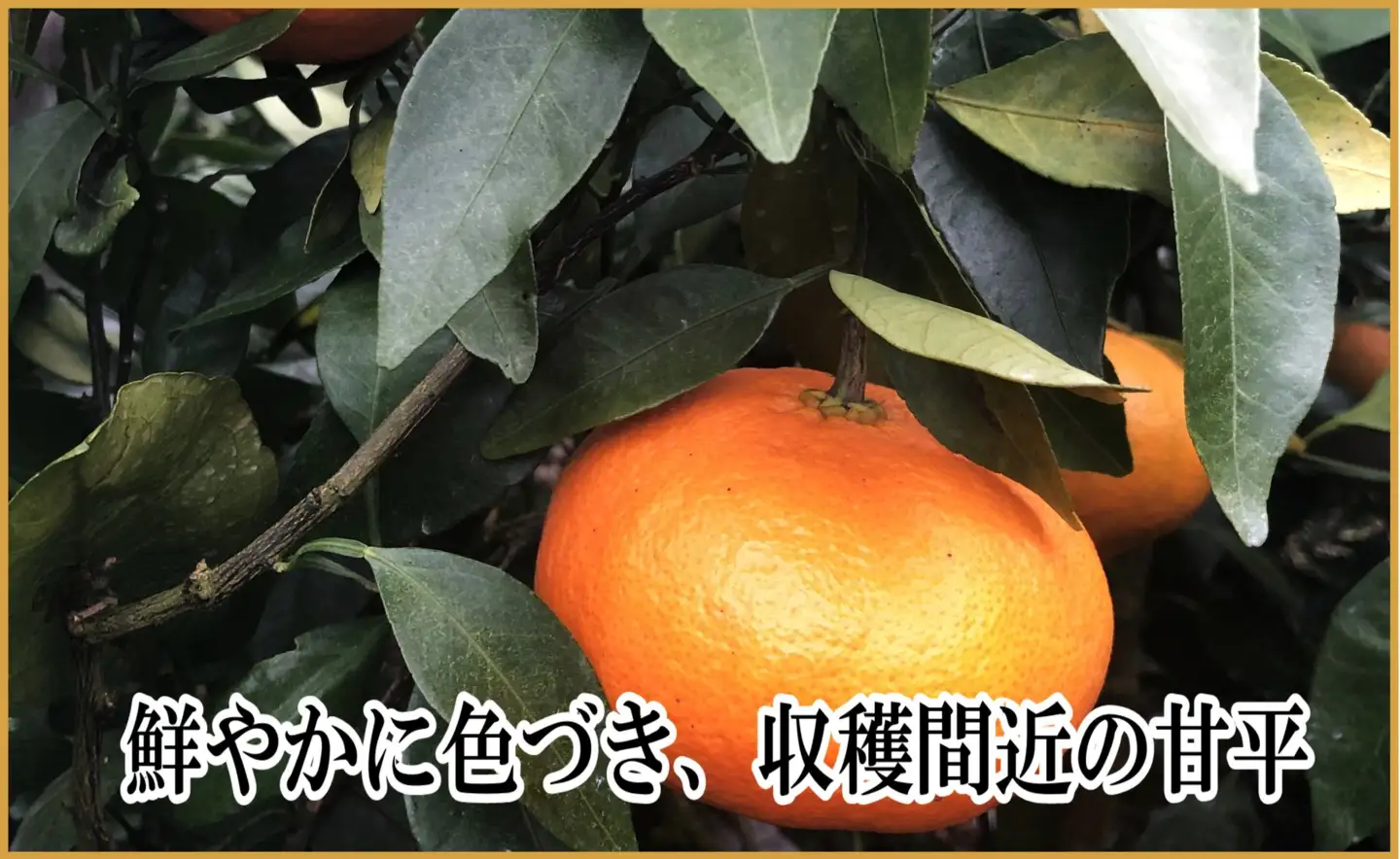 極撰柑橘【雅】光センサー合格品・限定300ケース　愛媛の高級柑橘「甘平」約1.8キロ【D39-66】【配送不可地域：離島】【1619270】 YWTF041