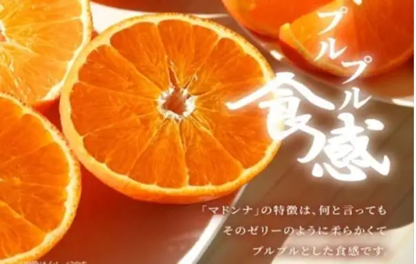 こんな柑橘はじめて!!上杉農園のぷるぷる新食感!!「まどんな」約2.5kg【D39-67】【配送不可地域：離島】【1619931】 YWTF042