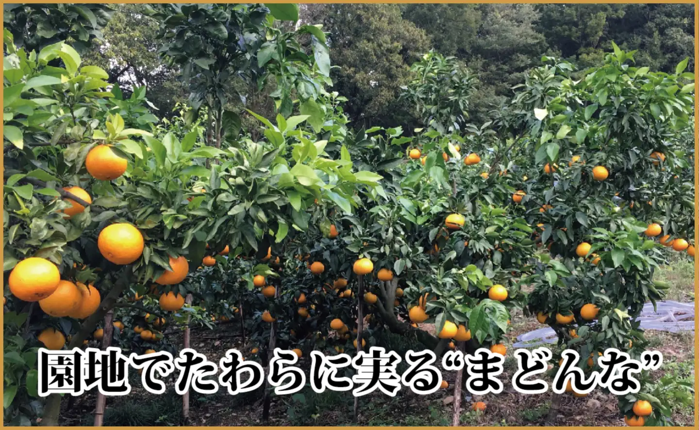 極撰柑橘【雅プレミアム】糖度保証・光センサー 合格品「 マドンナ 」約3キロ【F39-68】【配送不可地域：離島】【1620363】 YWTF043