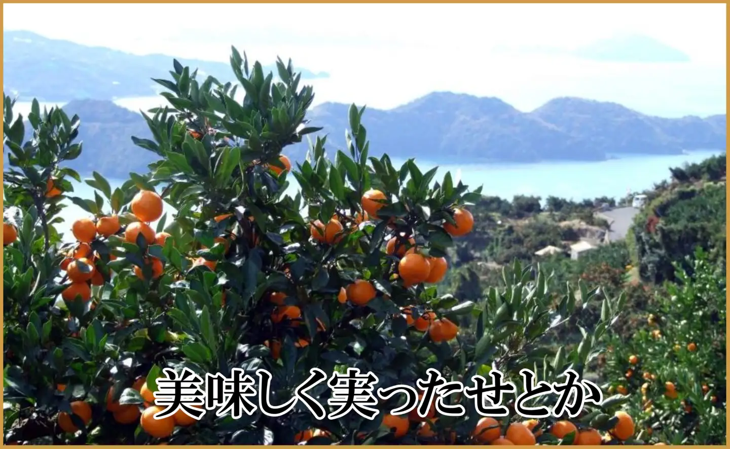 極撰柑橘【雅】光センサー合格品・柑橘の大トロ「 せとか 」約3キロ【D39-71】【配送不可地域：離島】【1620367】 YWTF046