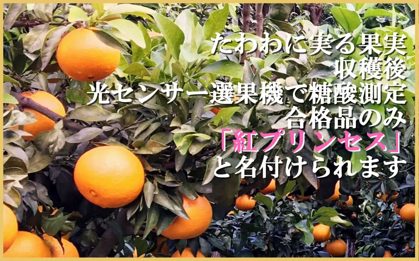 柑橘界のサラブレット!!「まどんな」と「甘平」を親に持つ!!　「紅プリンセス」2キロ【D39-76】【配送不可地域：離島】【1621674】 YWTF051