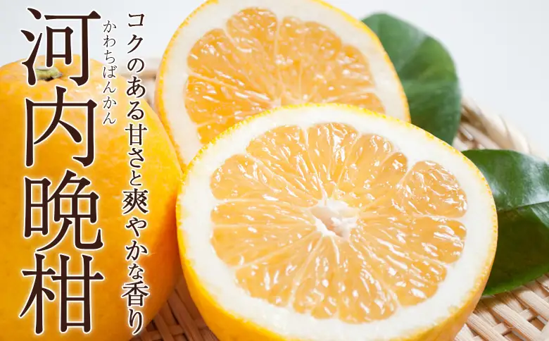 ＜訳あり 河内晩柑 約7kg＞『2026年4月中旬から順次出荷予定』かわちばんかん サイズ不揃い ご家庭用 ご自宅 訳アリ品 宇和ゴールド オレンジ 蜜柑 ミカン みかん 果物 フルーツ 柑橘 国産 愛媛県産 西予市産 西宇和 特産品 丸二青果 愛媛県西予市【常温】MMY0027