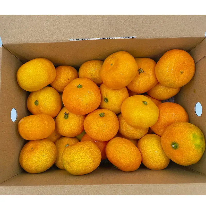 【7月下旬頃から順次発送】 ハウスみかん 2.5kg / 2S~Mサイズ 〇品 ご家庭用 みきゃん箱 | 愛媛県産 みかん 蜜柑 オレンジ 柑橘 果物 フルーツ 家庭用 お取り寄せ おすすめ 愛媛県 松山市【FA112】