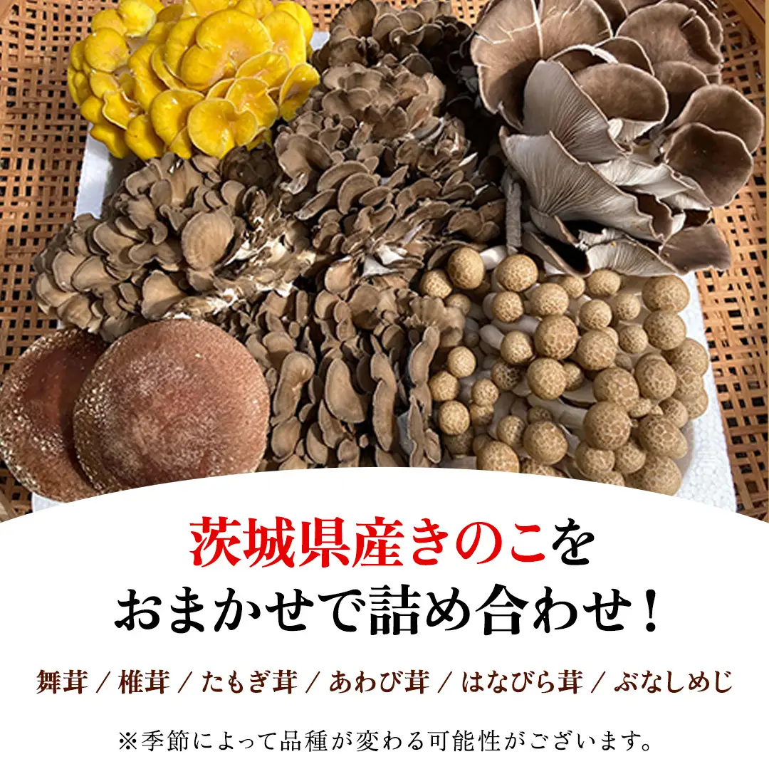 【 3ヶ月 連続定期便 】 きのこ の 詰め合わせ Mサイズ 約1.5kg 大容量 キノコ 舞茸 あわび茸 たもぎ茸 しいたけ ぶなしめじ 花びら茸 セット 鍋 炒め物 茨城県 城里町産 定期便 (AU008)