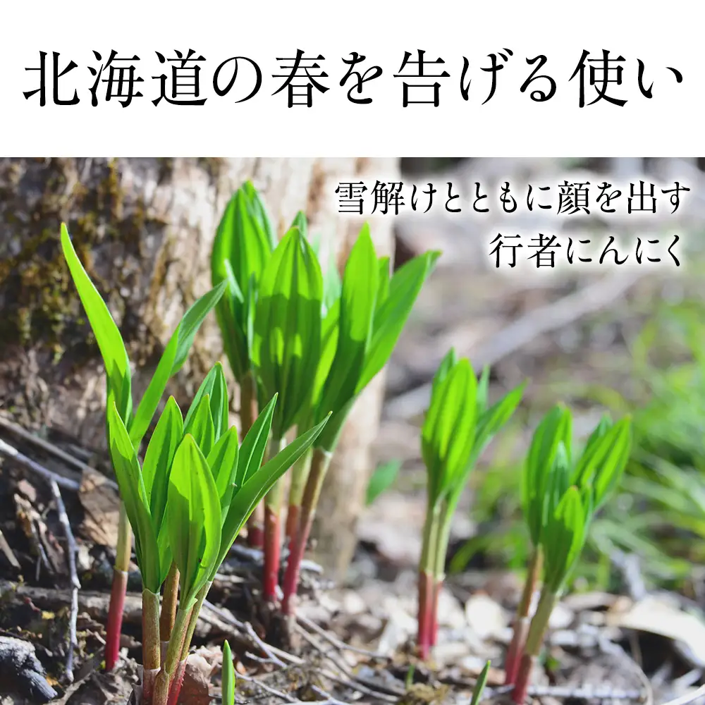 【2027年発送予約】天然行者にんにく 500g