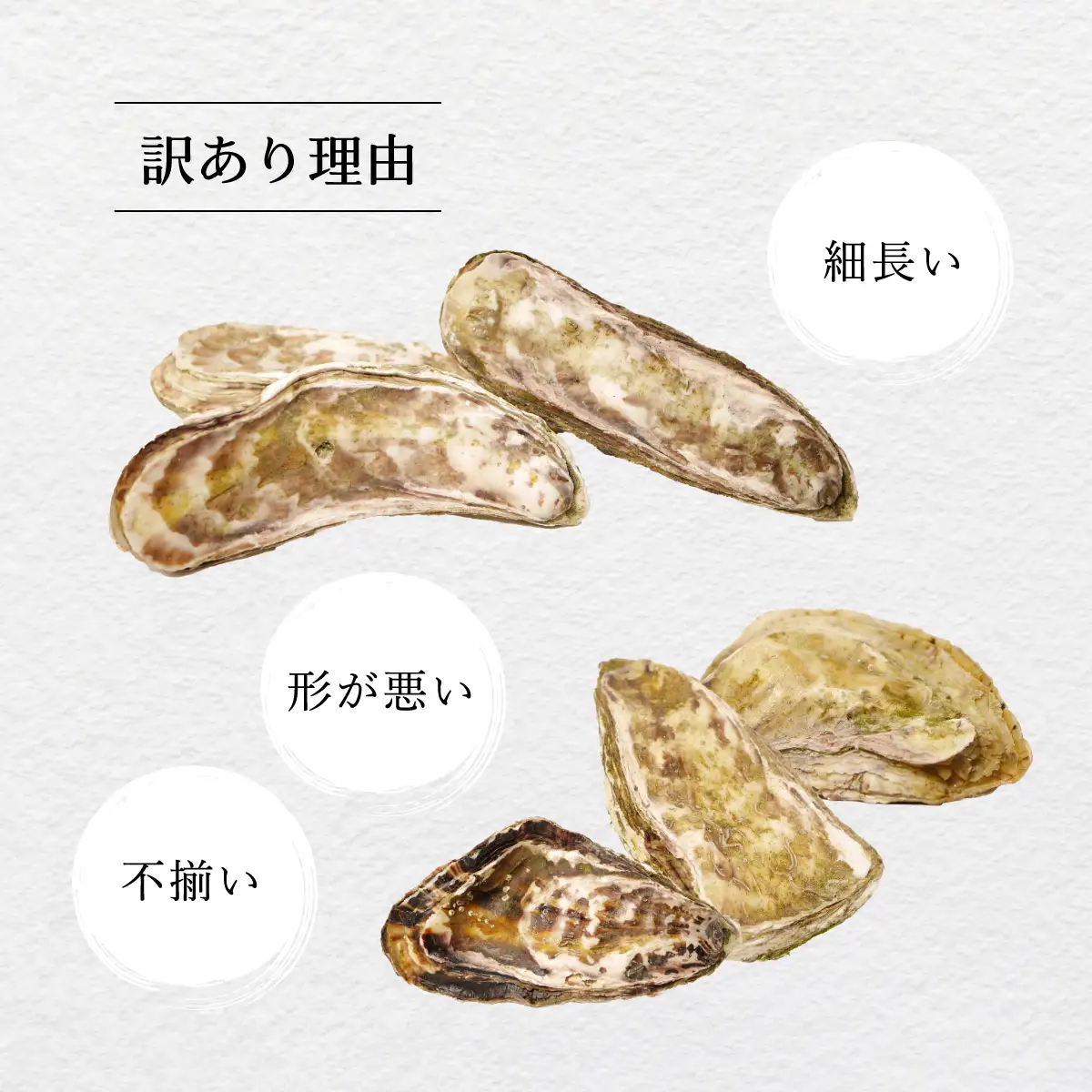 【訳あり】あまべ牡蠣 10個 牡蠣 シングルシード 生食用 殻付き かき カキ オイスター 生ガキ 生牡蠣 生がき 生かき ギフト 貝 旨味