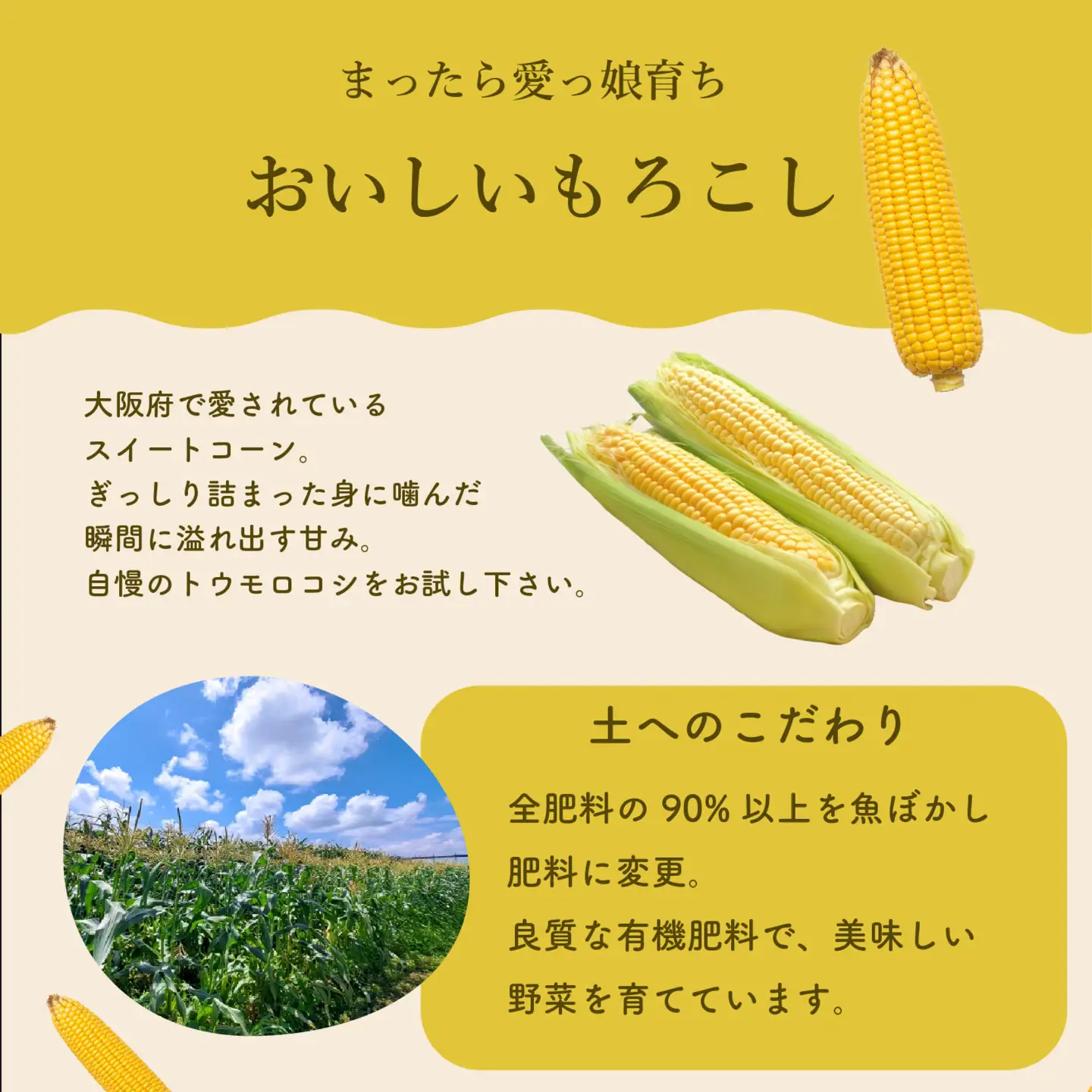 【先行予約】糖度15度以上 フルーツ級の甘さ とうもろこし スイートコーン 8本 有機肥料使用