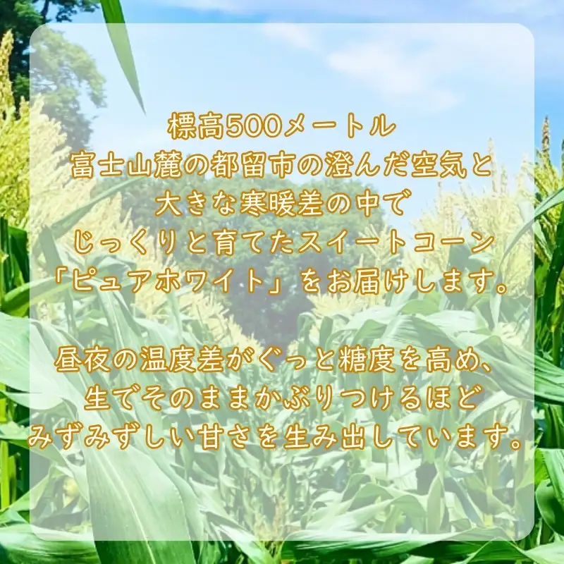 富士山麓が育てた、白いとうもろこし「ピュアホワイト」